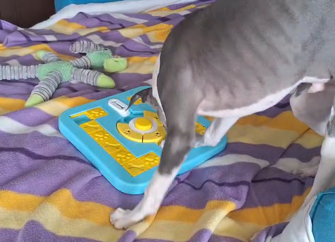 Balu con sus juguetes Atmara