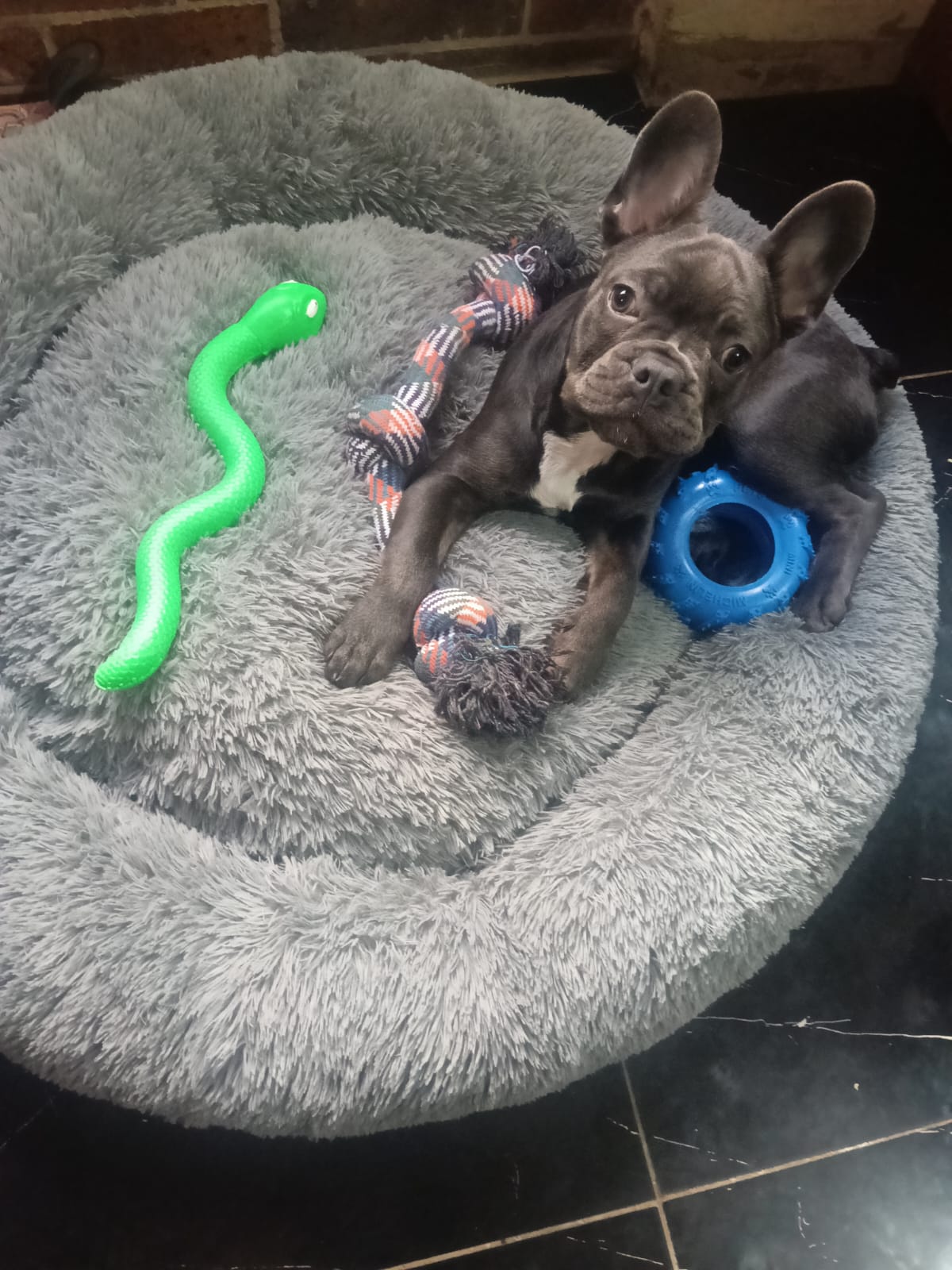 Rocco con sus juguetes Atmara