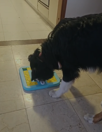 Teddy con sus juguetes Atmara